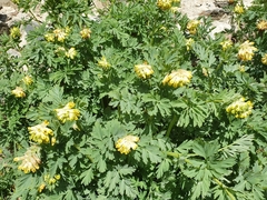 Corydalis nobilis