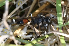 Podalonia tydei suspiciosa