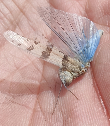 Blue-winged Sand Grasshopper
