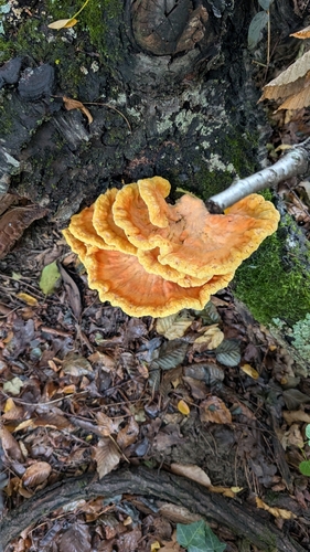 chicken of the woods