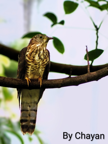 Common Hawk-Cuckoo