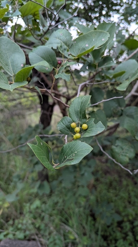Grewia tiliifolia