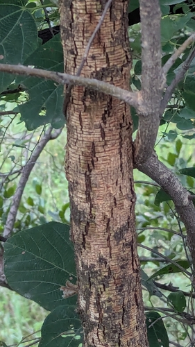 Grewia tiliifolia, photograph 2