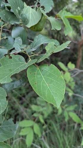 Grewia tiliifolia, photograph 3
