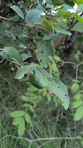 Grewia tiliifolia, photograph 4