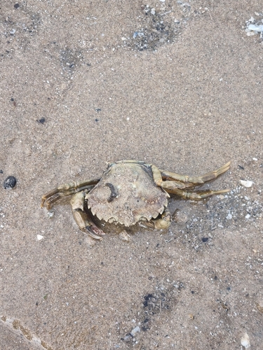 European Green Crab