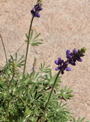 Lupinus excubitus