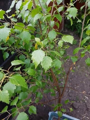 Magnoliopsida