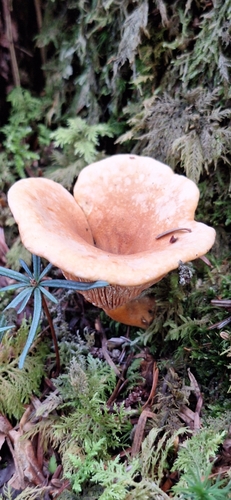 False Chanterelle