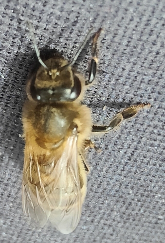 Western Honey Bee