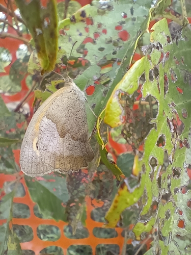 Meadow Brown