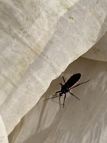 Ectrychotes andreae