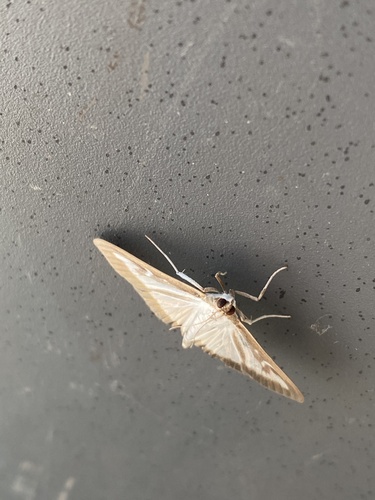 Box Tree Moth