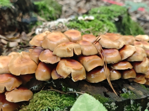 Sheathed Woodtuft