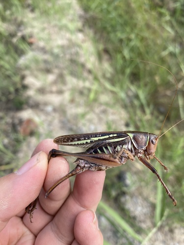 Sedakov's Bush-cricket