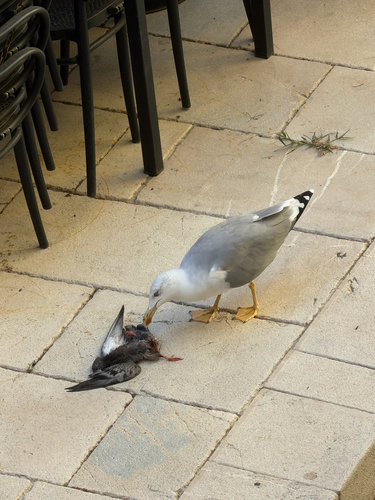 Yellow-legged Gull