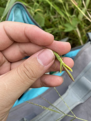 Gonista bicolor