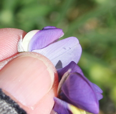 Lupinus excubitus