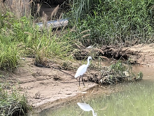 Little Egret
