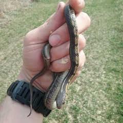 Thamnophis sirtalis semifasciatus