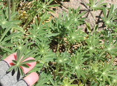 Lupinus excubitus