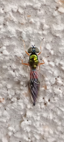 Twin-Spot Centurion Fly