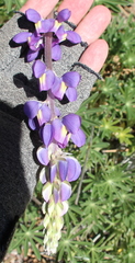 Lupinus excubitus
