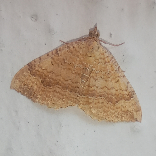 Yellow Shell Moth