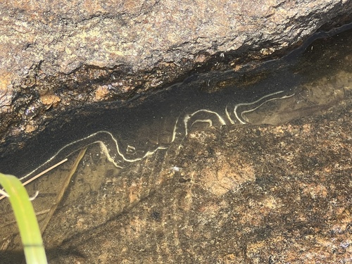 iNaturalist observation photo of Garter Snakes
