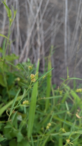 Microstachys chamaelea observed 2026-09-12