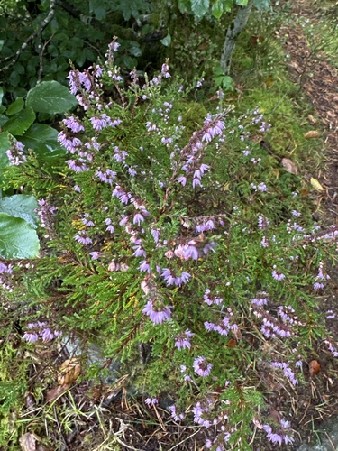 common heather