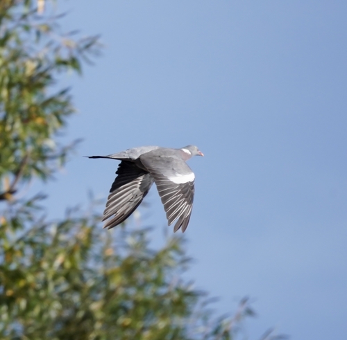 Common Wood-Pigeon