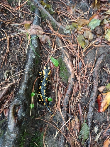 Fire Salamander