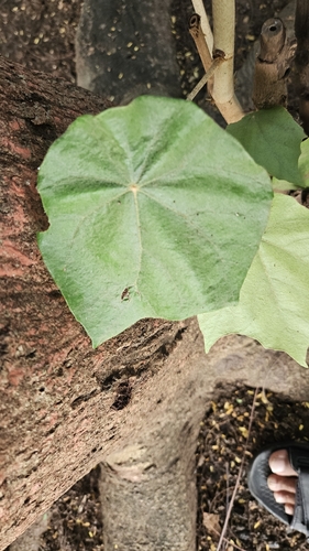 Pterospermum observed 2026-09-12