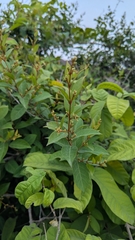 Ichnocarpus frutescens