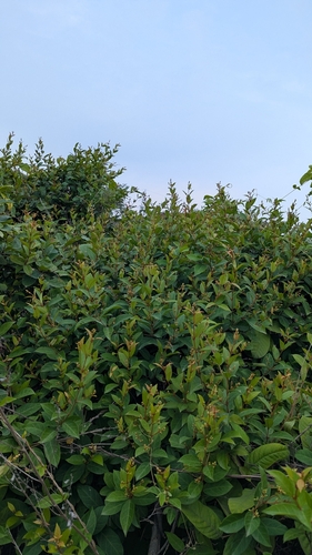 Ichnocarpus frutescens, photograph 2