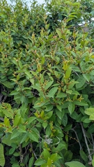 Ichnocarpus frutescens, photograph (c) Ravuri Krishna Chaitanya, some rights reserved (CC BY)