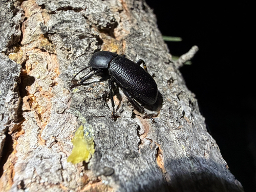 iNaturalist observation photo of Scotobaenus