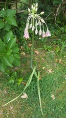 Allium siculum