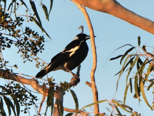 Australian Magpie