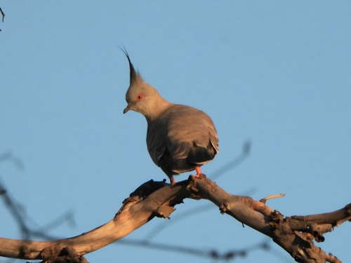 Crested Pigeon