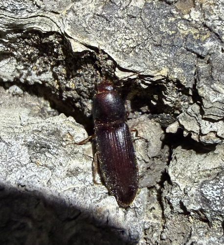 iNaturalist observation photo of Click Beetles