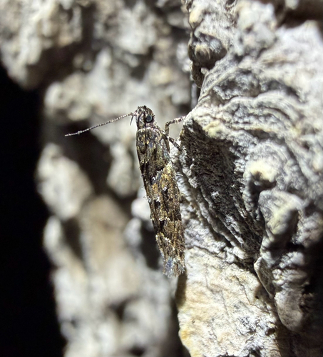 iNaturalist observation photo of Telphusa perspicua