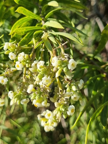 Flax-leaved Daphne
