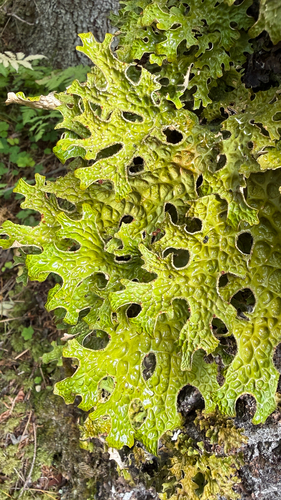 Tree Lungwort
