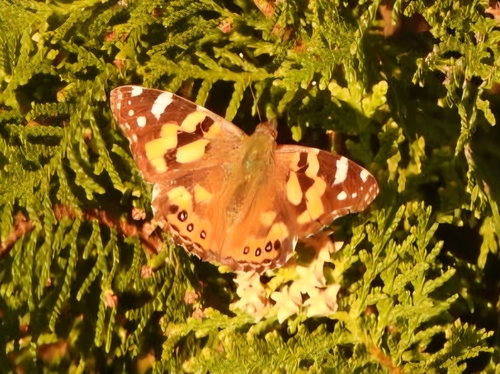 Australian Painted Lady