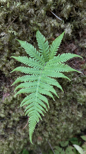 long beech fern