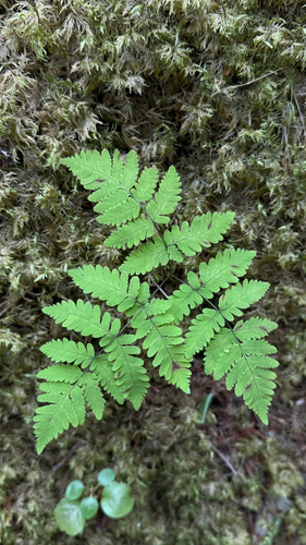 northern oak fern