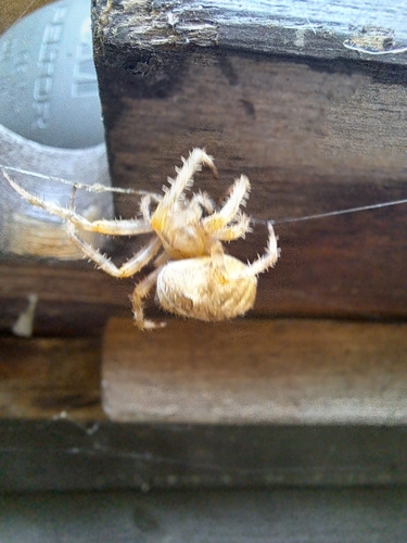Cross Orbweaver