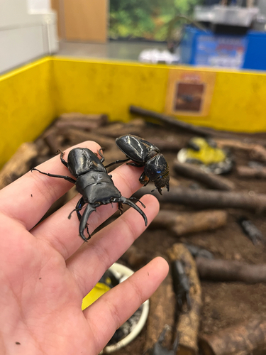 Serrognathus titanus castanicolor